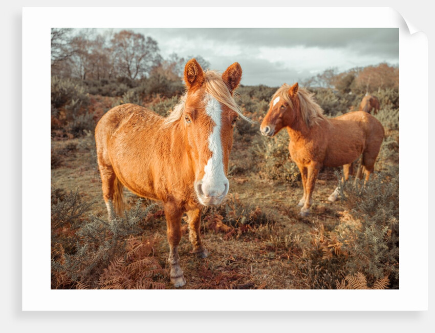 Horses in forest by Assaf Frank